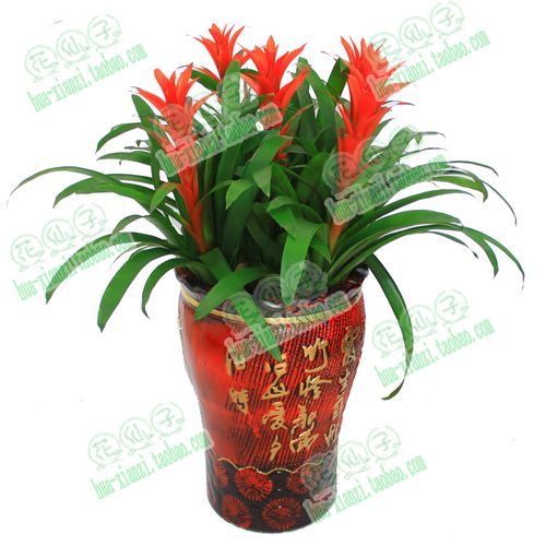 凤梨\/鸿运当头红星开花年宵花盆栽花卉植物绿