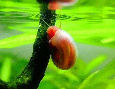 观赏螺 宠物螺 苹果螺 工具螺 除藻螺 繁殖快|一