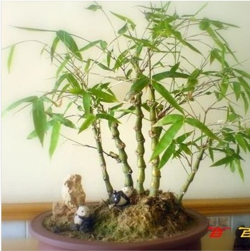 紫怡花卉低价出售竹子苗 佛肚竹 盆栽竹子 观赏