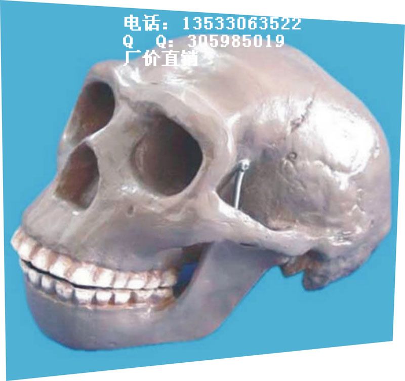 北京人头骨模型 骷髅头 骨骼 骨架 头颅 仿真人