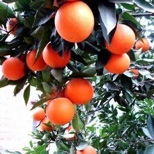 最新品种橙子果树★夏橙★甜橙类柑桔中的一个
