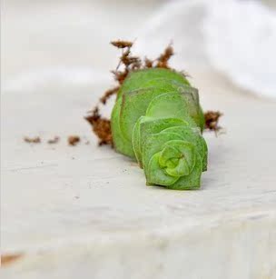 钱串 多肉植物 无根|一淘网优惠购|购就省钱