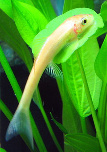 金苔鼠鱼 金台子 水草缸垃圾鱼 清道夫 鼠鱼 清