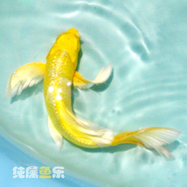 日本锦鲤鱼苗 黄金闪鳞龙凤 5-9cm 10-14cm观