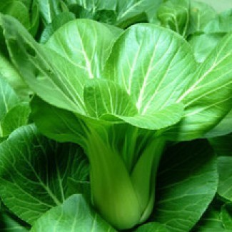 四季油菜种子 小油菜,青江菜,上海青,胡菜,苔芥