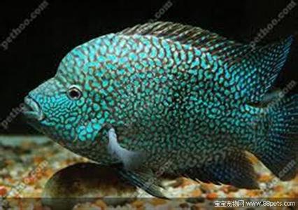 海水族观赏鱼热带鱼 风水鱼 绿巨人德州豹鱼活