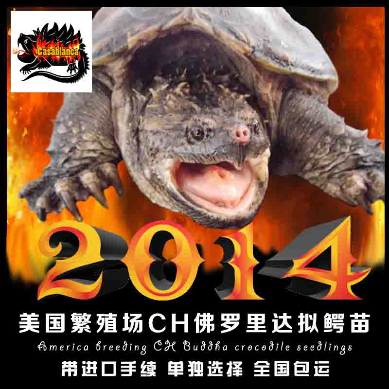 2014年美国进口佛鳄龟苗 佛罗里达拟鳄龟 带进