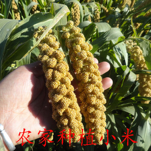 无化肥小米 东北小黄米 农家种植 杂粮月子米粥