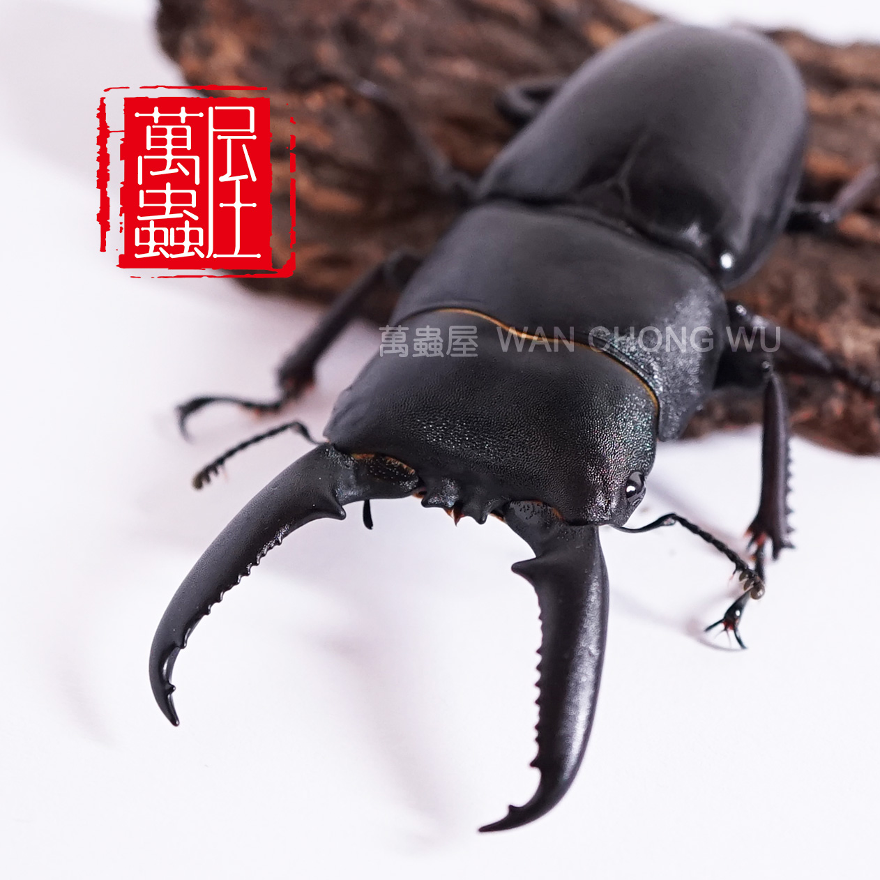 【万虫屋】 中国大扁锹 成虫(独角仙,锹甲,甲虫