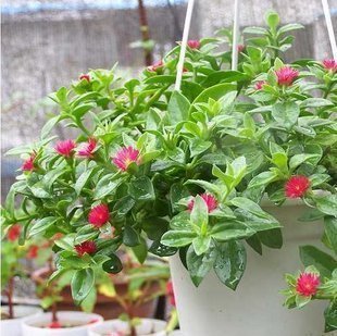 室内阳台好养的可以食用的花卉盆栽植物 牡丹