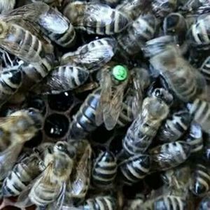 东北黑蜂蜜蜂群 两脾带蜂种王带箱子意蜂群 高