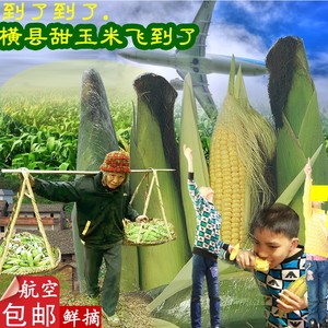 甜玉米粒广西特产新鲜水果玉米横县农家玉米棒