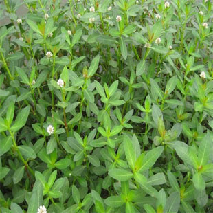 池塘水培水生植物 水花生 又名空心莲子草养鱼