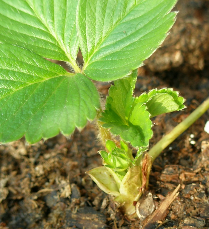 草莓苗 新品种 极优 四季草莓苗 包活 一年四季开花结果 盆栽佳品