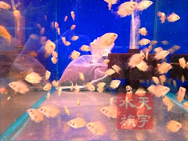 100%包活热带鱼 金菠萝鱼 金菠萝鱼苗特价 绝