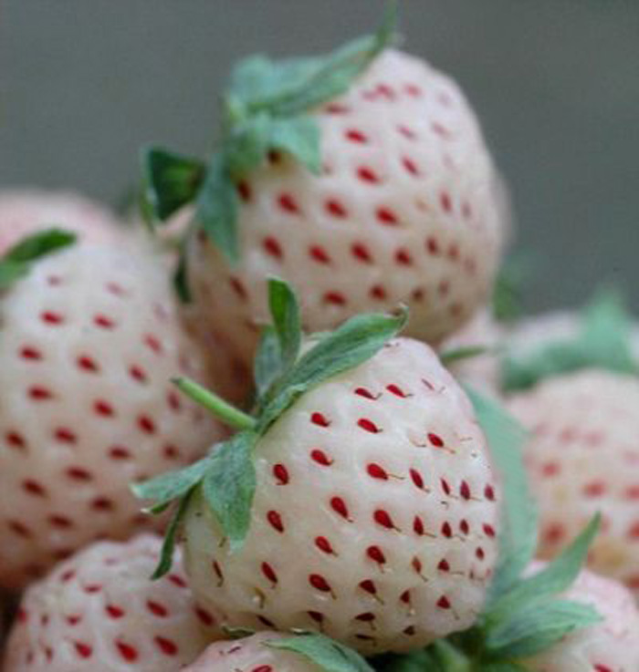 家居盆栽果树苗草莓苗菠萝莓白草莓新品种草莓