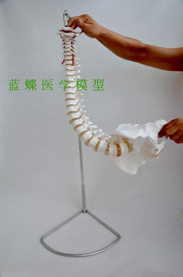 体脊柱模型人体骨骼脊椎成人1:1带颈椎胸椎尾