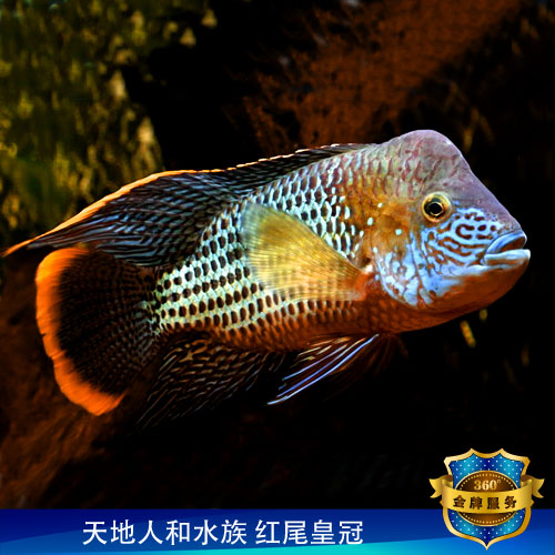 玉面红尾皇冠鱼 玉面罗汉 美洲慈鲷混养起头热