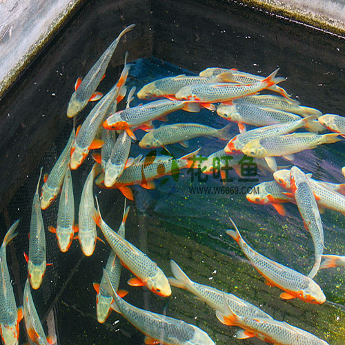 特价促销纯种锦鲤浅黄锦鲤热卖鱼缸水族箱观赏鱼风水鱼冷水鱼热销