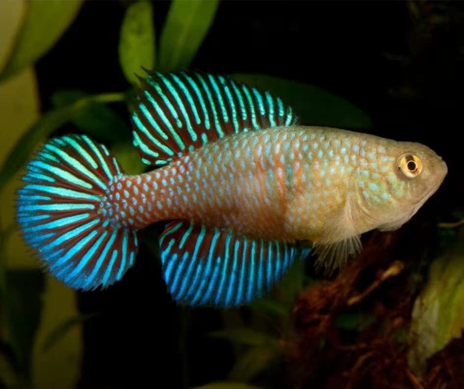 【礼乐鳉鱼】---辐射珍珠(公母配对80元)|一淘网