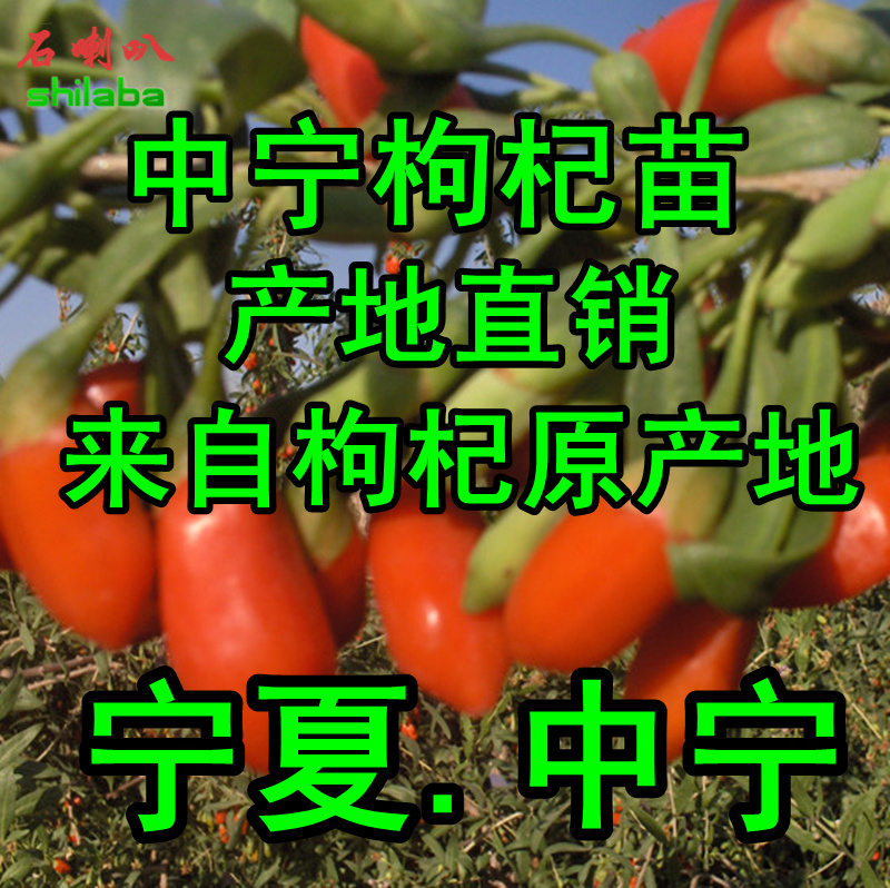 宁夏枸杞苗 宁夏枸杞树苗 中宁枸杞树苗 枸杞盆