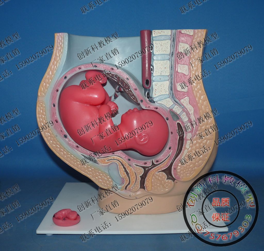 教学设备人体妊娠模型 人体模型 胎儿发育 大肚婆 孕妇 计生模型