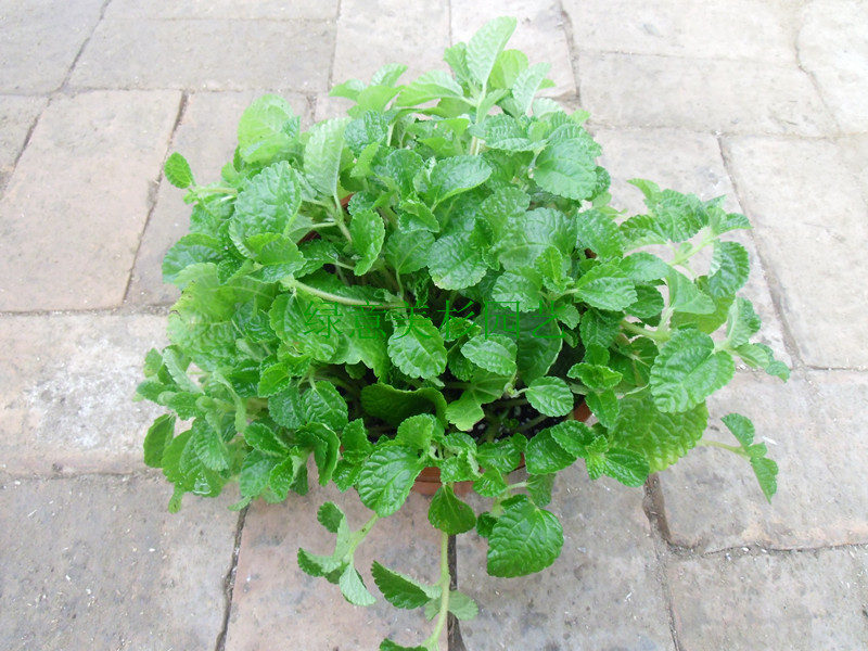 吸毒草 吊兰 绿植花卉盆栽 净化空气 吸甲醛植物