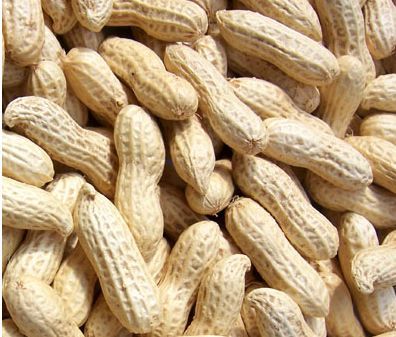 带壳生花生 无任何加工 带壳花生 自家产原汁原