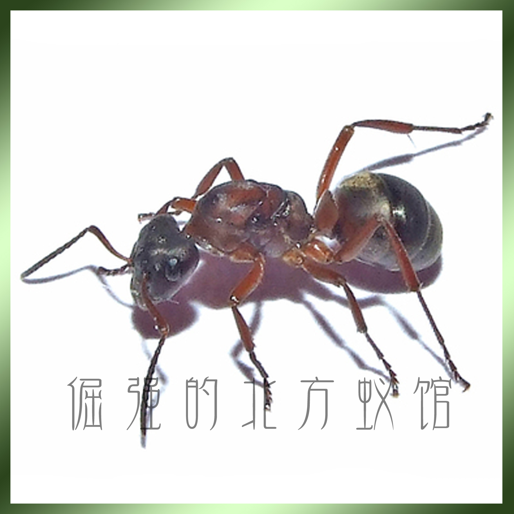 宠物蚂蚁\/血红林蚁\/formica sanguinea\/1后300工
