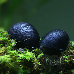 黑金刚螺除藻螺 刷缸螺强效除藻螺 水族鱼缸草