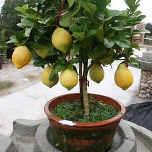 Ա