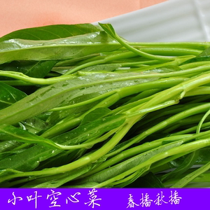 小叶空心菜 空心菜种子品质优盆栽大田种植叶