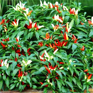 火焰观赏椒种子观赏食用 盆栽矮生朝天椒特色