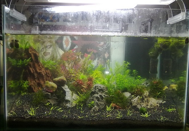 自家草缸繁殖的金背黄金米虾 (只限同城自提,数