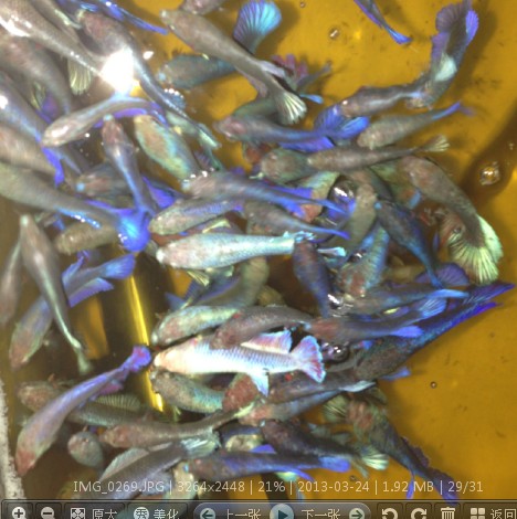 泰国斗鱼 半月母鱼已带卵 红蓝色、红绿色、金