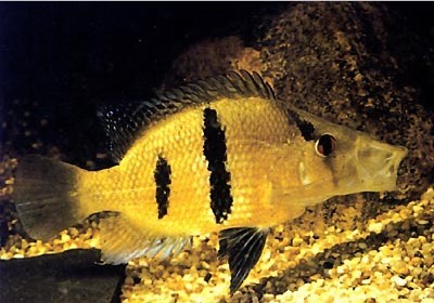 黄金二线菠萝 鱼 南美慈鲷 热带鱼 观赏鱼 水族