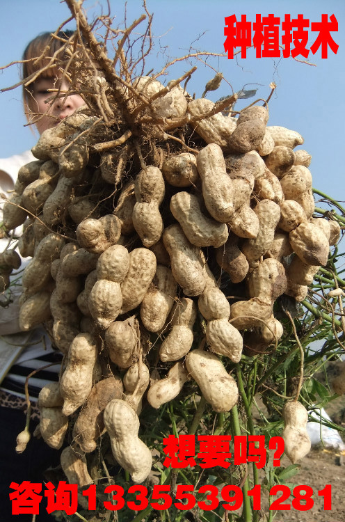 吨花山花双千大海花巨花高产花生种植技术服务