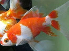 红白长尾红草鱼 7-11CM 观赏鱼 冷水鱼 金鱼 绝