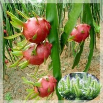 红火龙果热销爆款|红火龙果有几种品种,吃红火