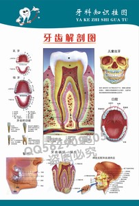 牙科口腔知识海报展板宣传画挂图01《牙齿解