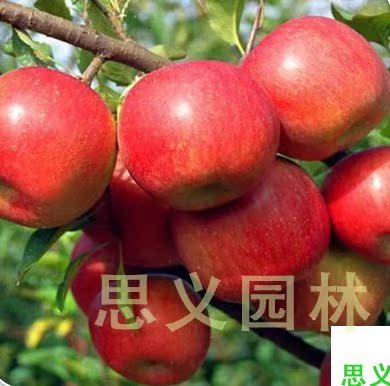 进口苹果树苗 果树苗木 红富士苹果苗 当年结果