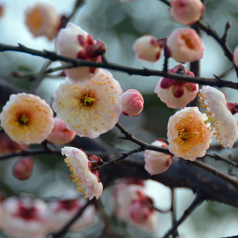 梅花树苗【玉蝶梅】浓香型 当年寒冬开花 盆栽梅花 庭院花卉