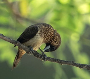 白腰文鸟 禾谷雀 算命鸟 <em>十姐妹</em> 白背文鸟 <em>鸟叫</em>