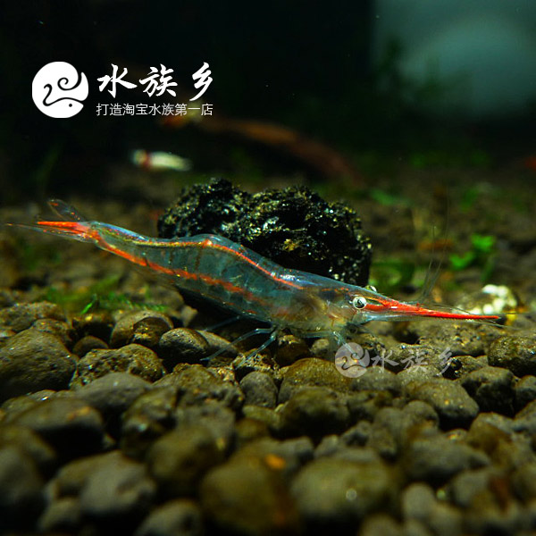 [水族乡]观赏虾 红鼻虾 印度进口 纯正红鼻虾 宠物虾 细足米虾