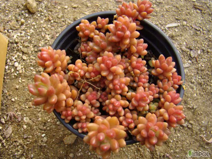 赤豆 多肉植物 韩国进口 红豆 多肉植物(出售叶