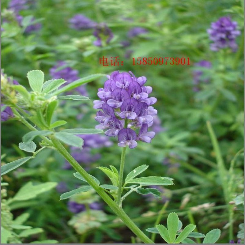 特价进口紫花苜蓿种子 牧草之王 2级休眠紫花