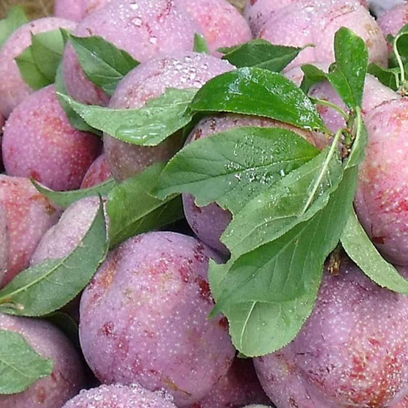 【预售】广州从化三华李 果园新鲜采摘 5斤送