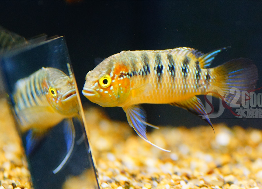 野生龙纹 龙纹短鲷 鲷科鱼 观赏鱼 热带鱼 淡水
