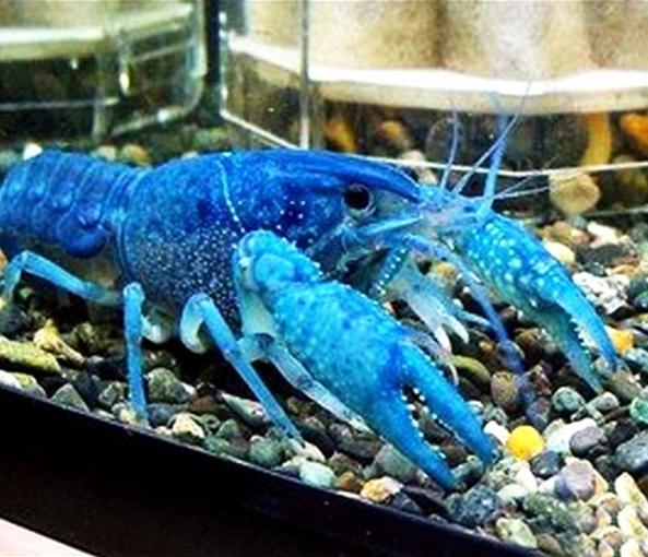 观赏虾\/宠物虾佛罗里达蓝魔虾\/5厘米\/佛蓝鳌虾