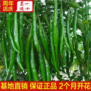 青线椒蔬菜盆栽植物 阳台庭院种植 辣椒青椒 四